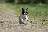 BOULEDOGUE FRANCAIS 384